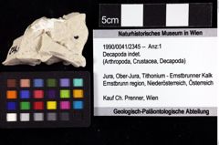 Foto (Objket + Etiketten) von Decapoda indet. 